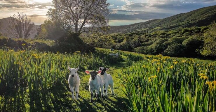Dingle: HIdden Peninsula Photo And Sightseeing Tour - Exploring the Hidden Gems