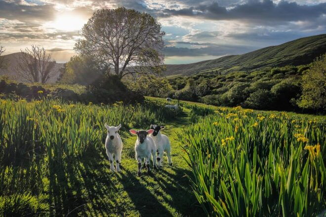 Dingle: HIdden Peninsula Photo And Sightseeing Tour - Capturing Panoramic Vistas