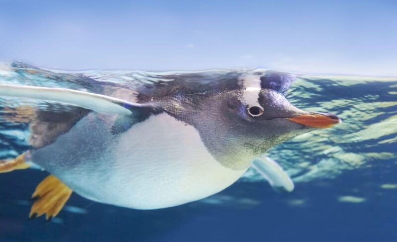 Dingle: Oceanworld Aquarium Admission Ticket - Good To Know