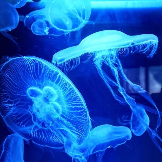 Dingle: Oceanworld Aquarium Admission Ticket - FAQ