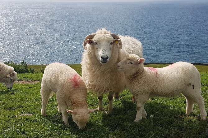 Dingle Peninsula and Slea Head Drive Group Tour - Meeting Location and Communication Challenges