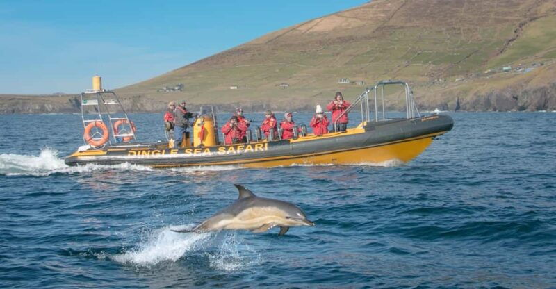 Dingle: Sea Safari by RIB Boat - The Value of the Tour