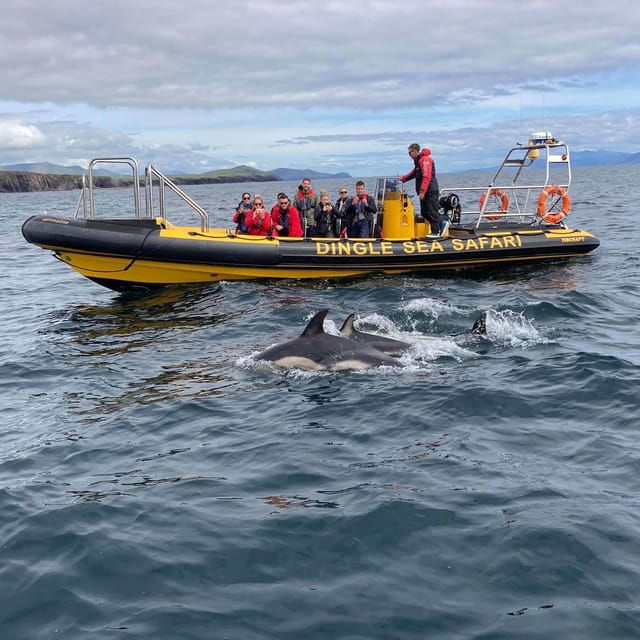 Dingle: Sea Safari by RIB Boat - Final Thoughts