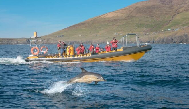 Dingle: Sea Safari by RIB Boat - Itinerary and Activities