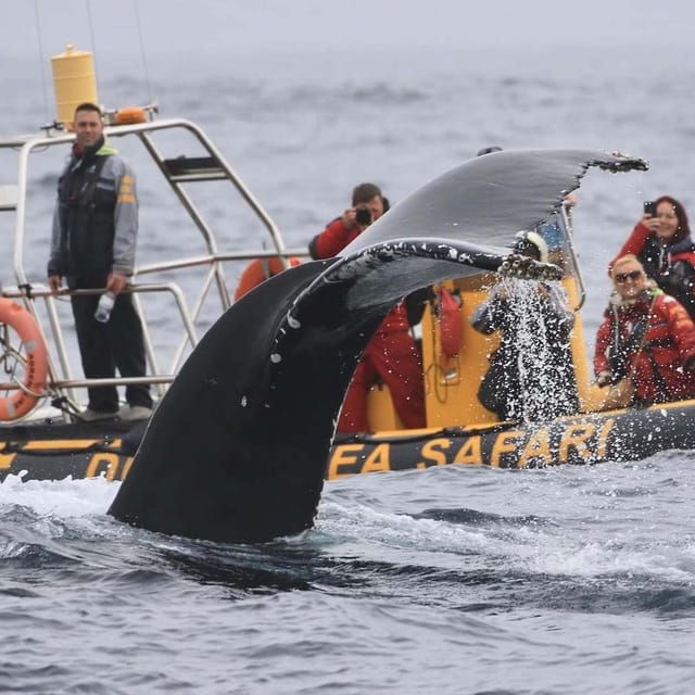 Dingle: Sea Safari by RIB Boat - Marine Wildlife Sightings