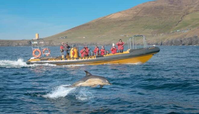 Dingle: Sea Safari by RIB Boat - History of Great Blasket Island