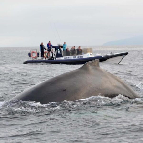 Dingle: Sea Safari by RIB Boat - Captivating Captains Commentary