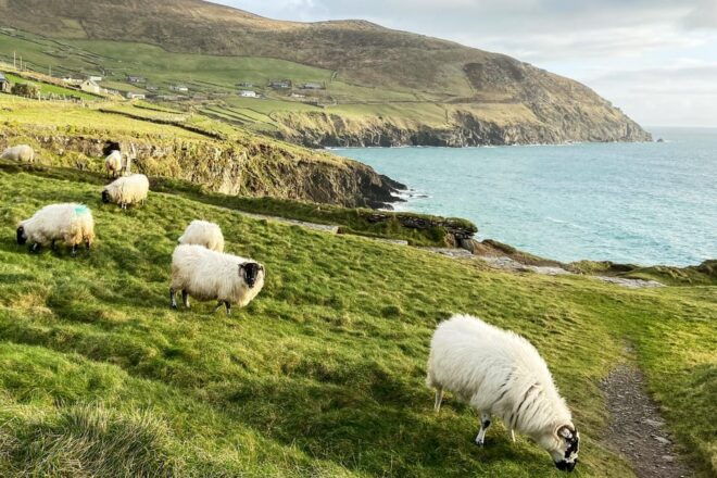 Dingle: Slea Head Photo And Sightseeing Tour - Sands, Piers, and Headlands