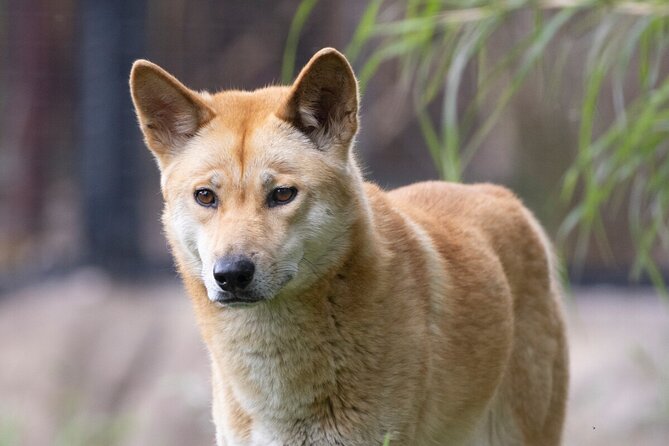 Dingo Experience at Healesville Sanctuary - Whats Included in the Dingo Experience