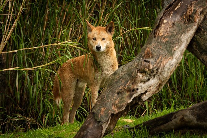 Dingo Experience at Healesville Sanctuary - Meeting and Pickup Information