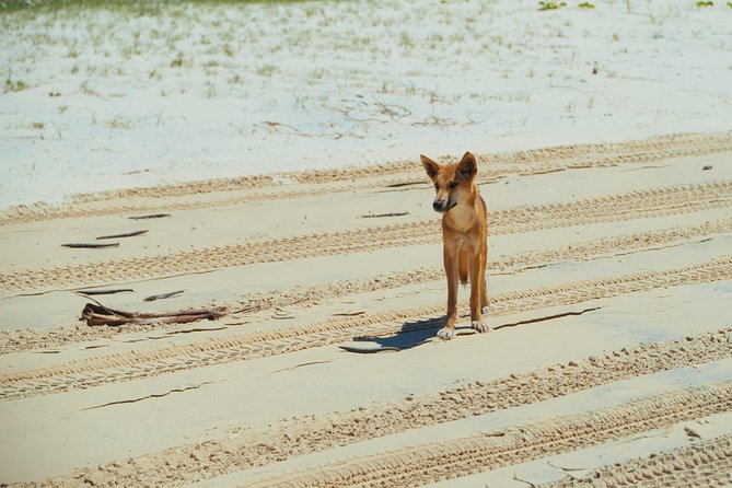 Dingos 3 Day KGari (Fraser Island) 4WD Tag-Along Tour - Overnight Accommodation and Free Admissions