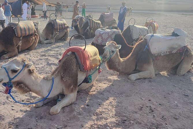 Dinner in Agafay Desert & Berber Villages & Camel Ride & Show - Cancellation Policy