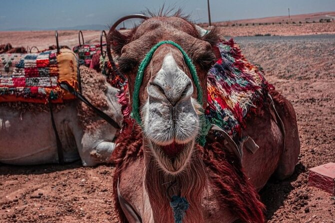 Dinner Show and Camel Ride Experience in Agafay Desert - Expectations