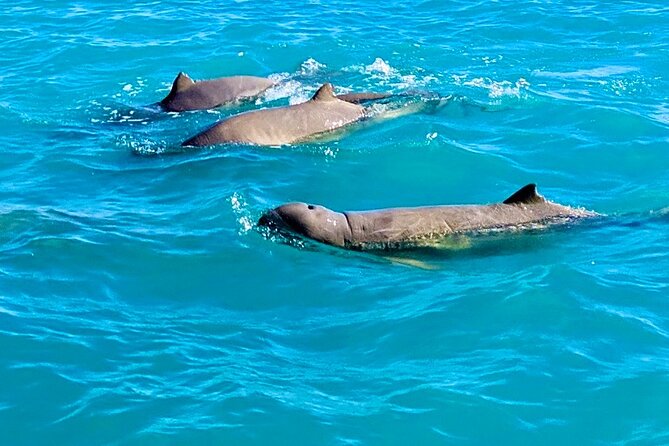 Dinosaur Footprints and Wildlife Cruise, With Waterfront Meal  - Broome - Common Questions
