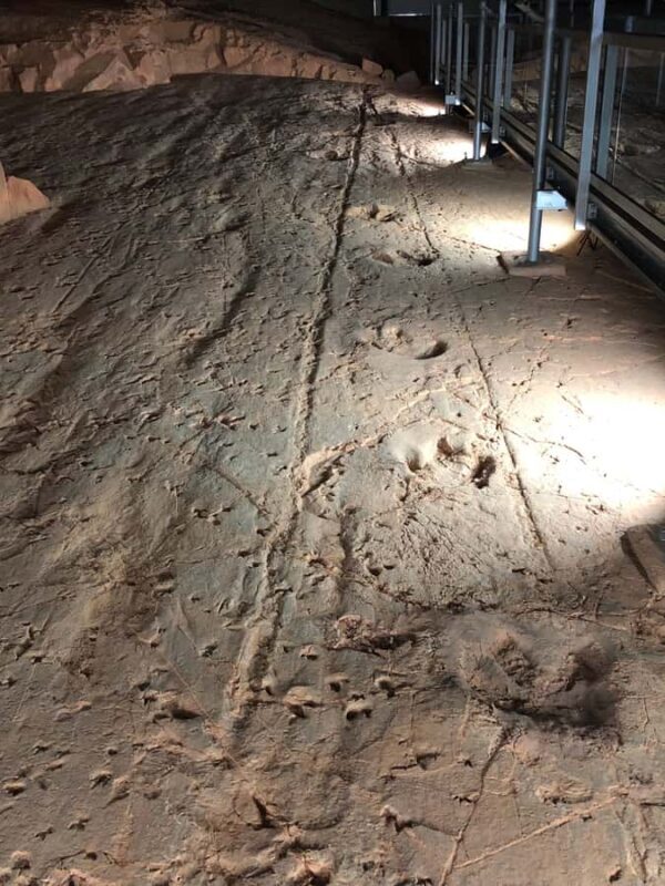 Dinosaur Stampede 3/4 Day Tour - Reviews & Guides: What Guests Are Saying