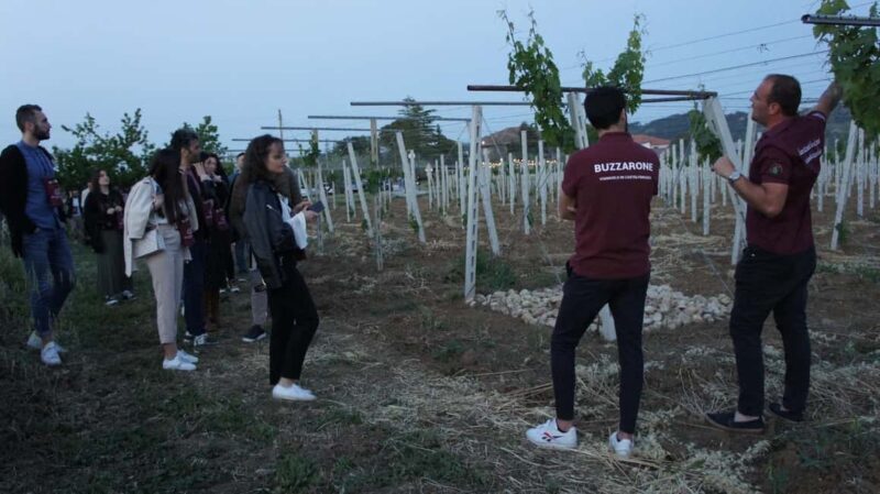 Discover Abruzzo and Castelferrato: Visit Vineyards and Wine Tasting - A Deep Dive Into the Experience  