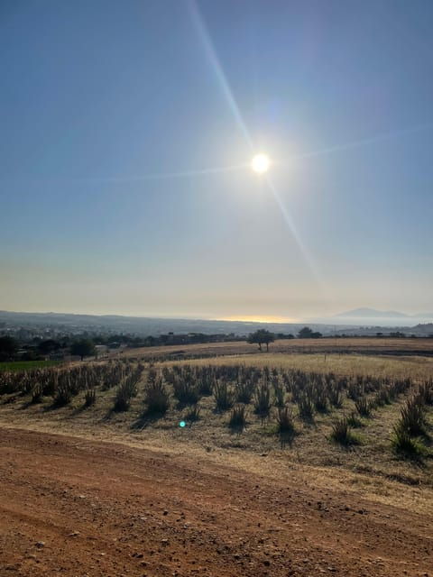 Discover Aloe: A Farm Walk & Essential Oil Workshop - Benefits of Aloe Vera
