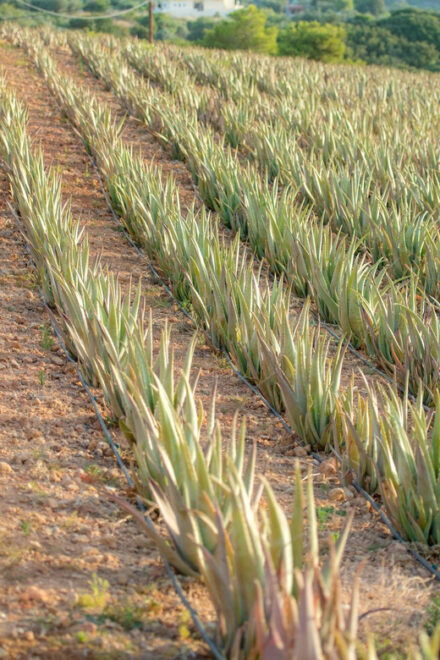 Discover Aloe: A Farm Walk & Essential Oil Workshop - Whats Included in Your Experience