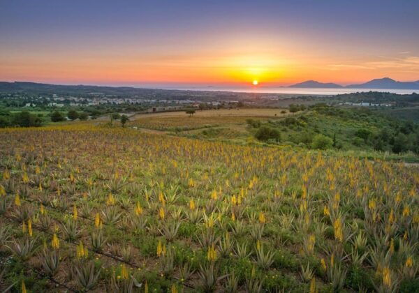 Discover Aloe: A Farm Walk & Essential Oil Workshop - Getting to the Farm