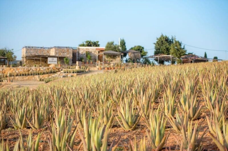 Discover Aloe: A Farm Walk & Workshop - Exploring the Farm Walk & Workshop: What to Expect