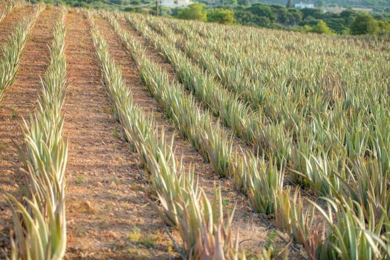 Discover Aloe: A Farm Walk & Workshop - FAQ