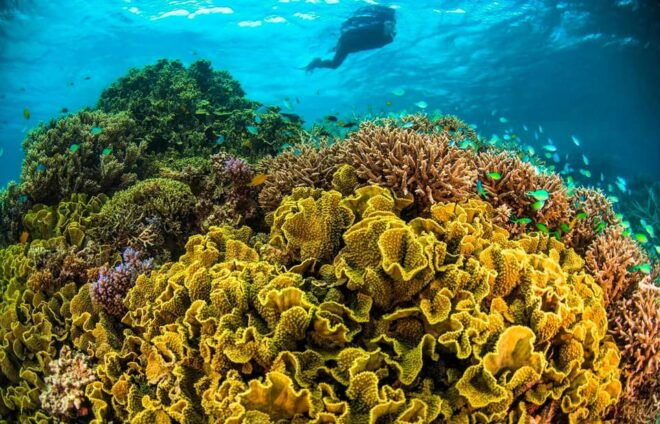 Discover an Amazing Reefsnorkel Tour From Cancun! - Snorkeling Site