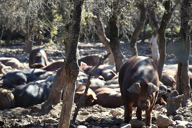 Discover and Tasting How Jamón Iberico Is Made - History of Jamón Iberico Production