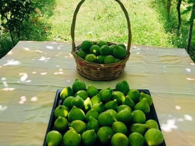 Discover Antigonea in a perfect escape from Gjirokastra - The Sum Up