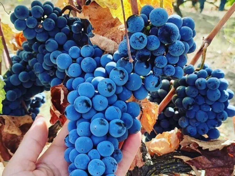 Discover Antigonea in a perfect escape from Gjirokastra - FAQ