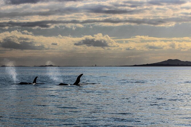 Discover Auckland City - Highlights Tour - Auckland City Tour Overview