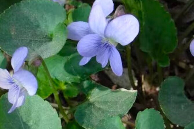 Discover Aurora Illinois Hiking Getaway - Good To Know