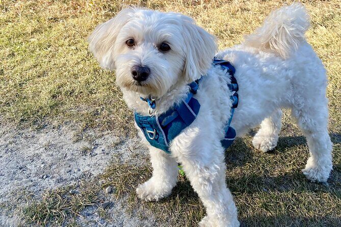 Discover Banff National Park with Dog Friendly Exclusive Tour - Why This Tour Offers Real Value