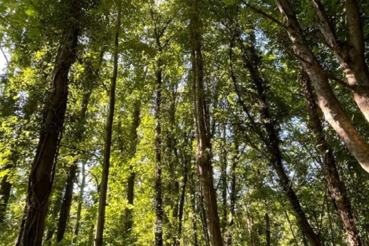 Discover Bièvres & Victor Hugo Through a Theatrical Stroll - Exploring Bièvres Charming Town