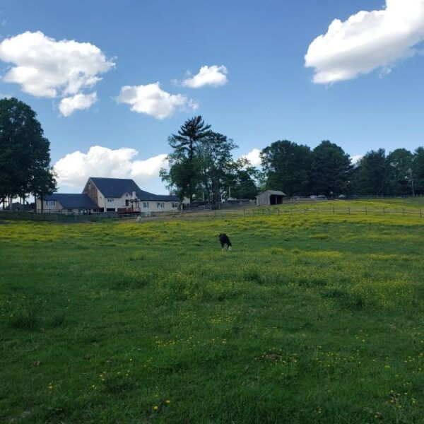 Discover Brandywine Valley: Private Driving Tour - Common Questions