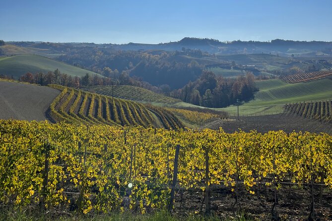 Discover Brunello Wines With Diwine Experience - The History of Brunello Wine