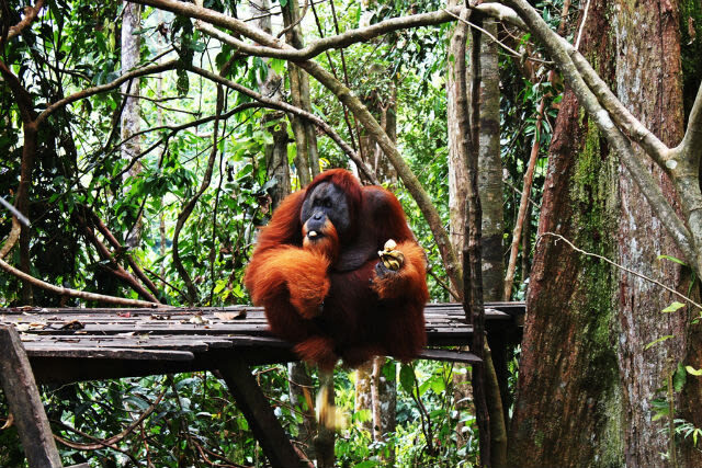 Discover Bukit Lawang Leuser National Park from Medan - What makes this Bukit Lawang trek worth considering