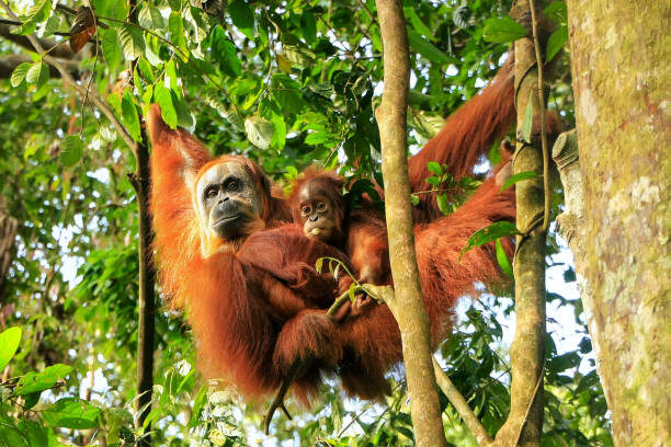 Discover Bukit Lawang Leuser National Park from Medan - Orangutans, monkeys and the value of patience