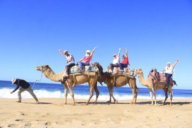 Discover Cabo San Lucas by camel ride - Good To Know