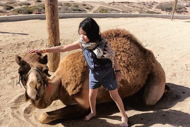 Discover Cabo San Lucas by camel ride - FAQ