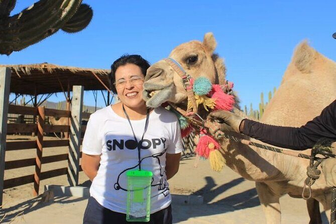Discover Cabo San Lucas by camel ride - Final Thoughts