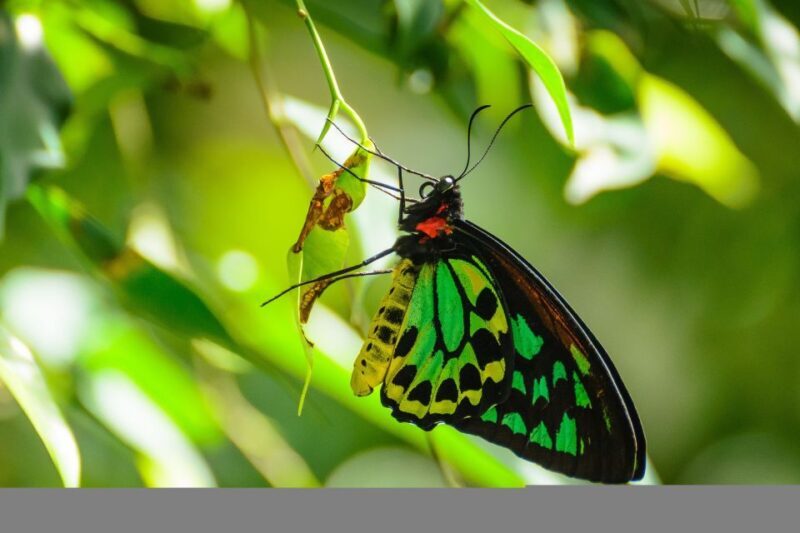 Discover Cairns: Cairns River Cruise & City Sights Tour - Botanical Gardens and Scenic Views
