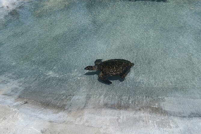 Discover Cascades & Turtle Experience with Yumi Tours - Final Thoughts