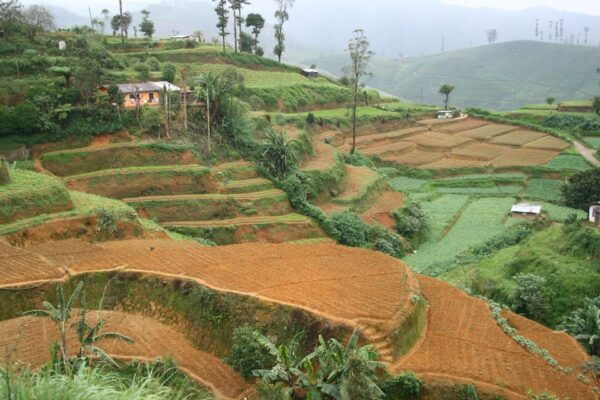 Discover Ceylon + Horton Plains 6 Days Tour - Prohibited Items During Tour