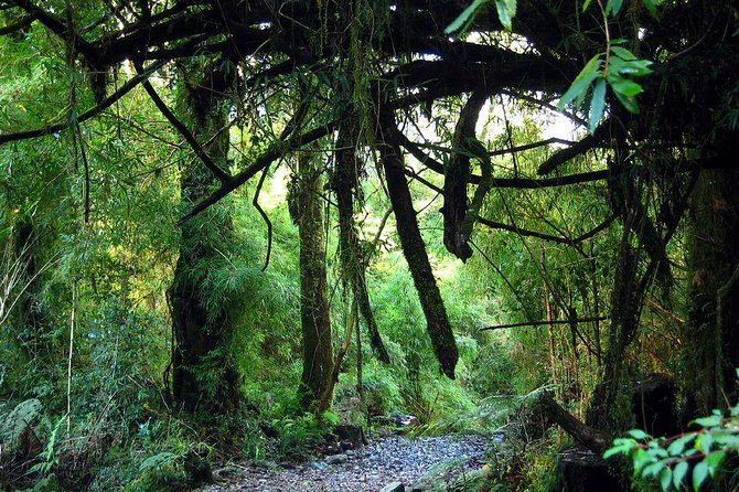 Discover Chile's Alerce Andino National Park Adventure - Scenic Settlers Road
