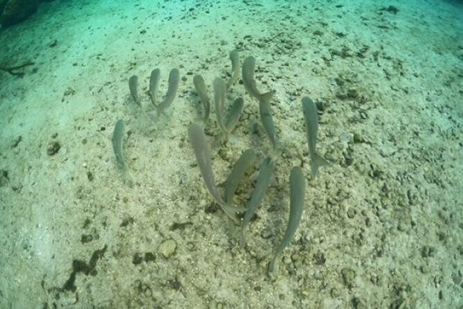 Discover Crystal River's Secrets with Private Boat Tour - Exploring the Itinerary in Detail