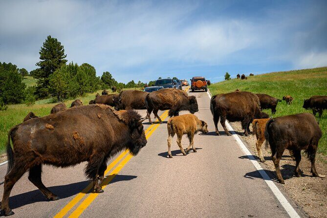 Discover Custer State Park A Self Guided Audio Driving Tour - Good To Know