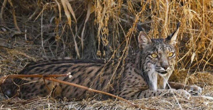 Discover Doñana & Iberian Lynx: Premium Nature Tour - Good To Know