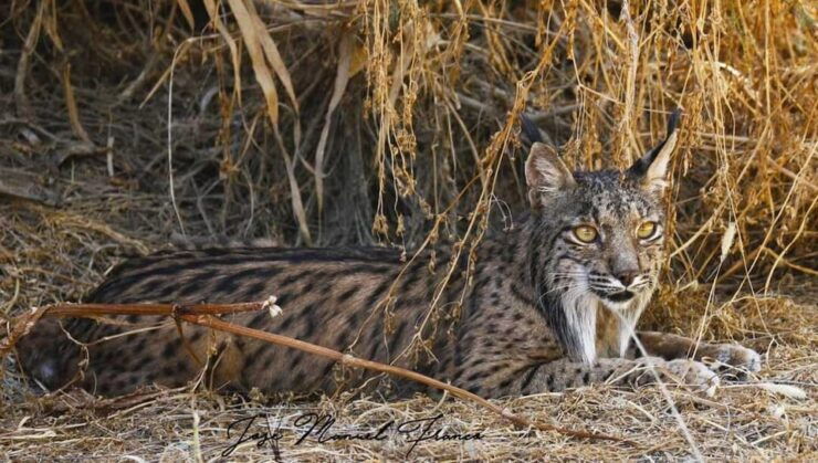 Discover Doñana & Iberian Lynx: Premium Nature Tour - Experience Highlights