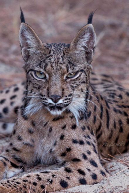 Discover Doñana & Iberian Lynx: Premium Nature Tour - Tour Details