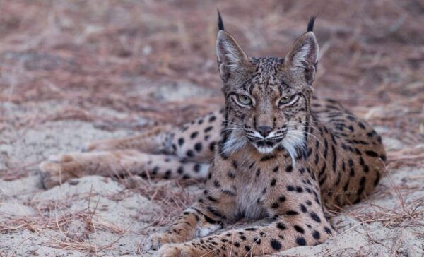 Discover Doñana & Iberian Lynx: Premium Nature Tour - Exclusive Access to Coto Del Rey